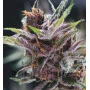 Black Cherry Punch Feminised